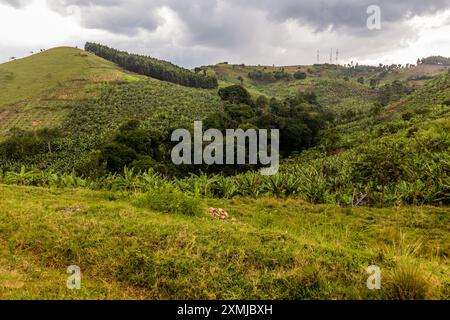 Piantagioni di banane nella regione dei laghi crateri vicino a Fort Portal, Uganda Foto Stock