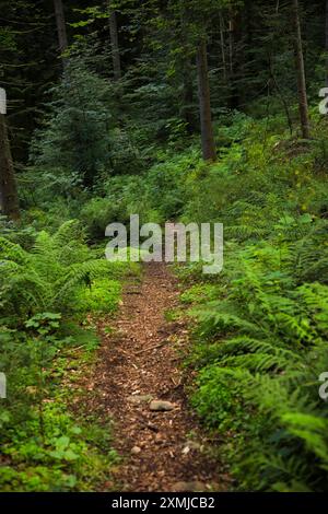 Sentiero escursionistico da Höschenschwand al bacino idrico di Alb nell'alta Foresta Nera - Germania Foto Stock