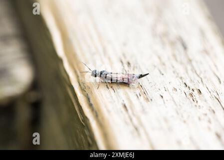 Arroccato Willow Wood Wasp/ Swordtail (Xiphydria prolongata) a Rye Meads, Herts Foto Stock