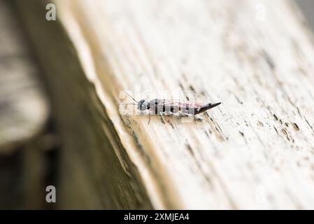 Arroccato Willow Wood Wasp/ Swordtail (Xiphydria prolongata) a Rye Meads, Herts Foto Stock