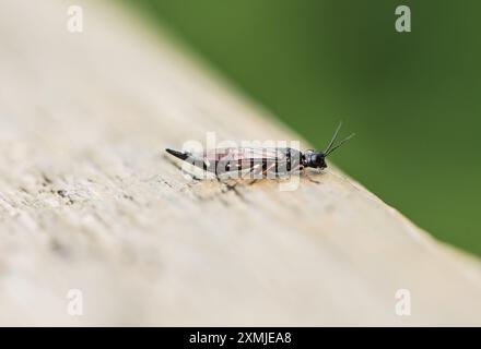 Arroccato Willow Wood Wasp/ Swordtail (Xiphydria prolongata) a Rye Meads, Herts Foto Stock