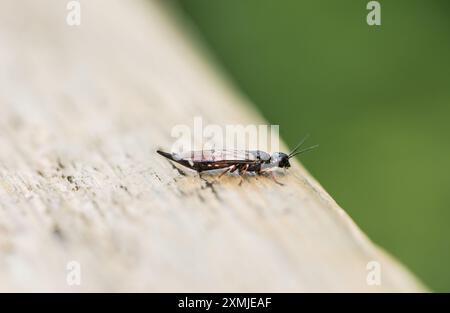 Arroccato Willow Wood Wasp/ Swordtail (Xiphydria prolongata) a Rye Meads, Herts Foto Stock