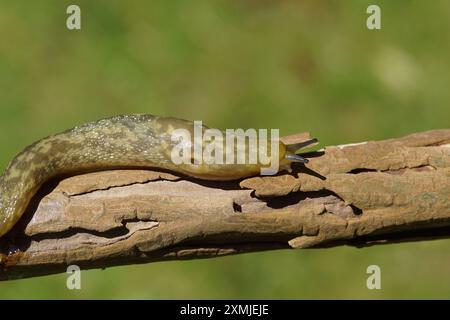 Yellow Slug (Limacus flavus sinonimo Limax flavus). Lumache di keelback (Limacidae). Strisciando su un vecchio brach. Estate, luglio, Paesi Bassi Foto Stock