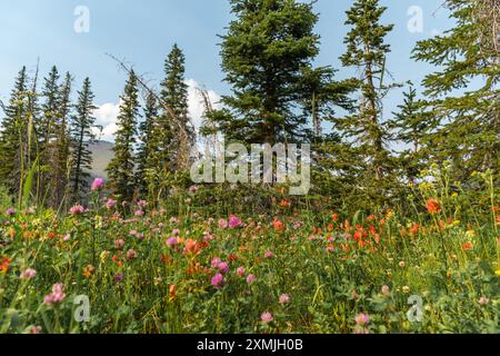 Fiori selvatici visti nel nord del Canada, Parco Nazionale di Banff durante l'estate con vegetazione lussureggiante in una foresta selvaggia e salubre. Foto Stock