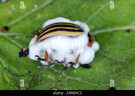 Coleottero di patata (Leptinotarsa decemlineata) ucciso da Beauveria bassiana, noto anche come Cordyceps bassiana, un fungo che causa muscardina bianca; u Foto Stock