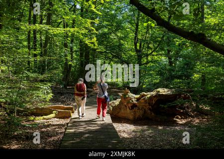 Reinhardswald Der Urwald Sababurg, auch als Urwald im Reinhardswald bekannt, ist ein unter Natur- und Landschaftsschutz stehendes und aus einem Hutewald hervorgegangenes Waldgebiet. Es findet sich nahe der Sababurg im Reinhardswald im nordhessischen Landkreis Kassel. Reinhardswald Hessen Deutschland *** Reinhardswald la foresta primordiale di Sababurg, nota anche come foresta primordiale di Reinhardswald, è un'area naturale e paesaggistica protetta che è emersa da una foresta di Hute si trova vicino al Sababurg nel Reinhardswald nel distretto settentrionale dell'Assia di Kassel Reinhardswald HGerman Foto Stock