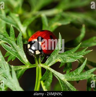 macro fotografia di insetti primo piano sulla natura Foto Stock
