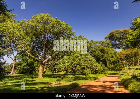 Paesaggio dei giardini botanici di Entebbe, Uganda Foto Stock