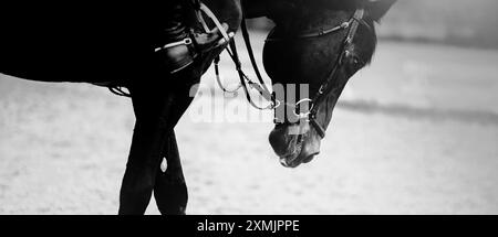 Una foto in bianco e nero di un cavallo scuro, con una briglia intorno alla museruola, e un cavaliere seduto in sella. L'immagine mostra l'equitazione. Foto Stock