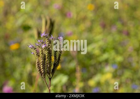 tansy viola contro il campo dei fiori sfocato Foto Stock