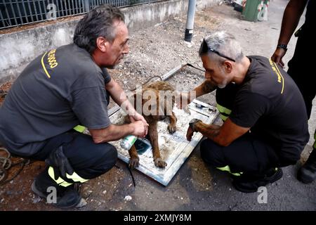 Roma, Italia. 28 luglio 2024. Maxi incendio a Ponte Mammolo a Roma, Italia - domenica 28 luglio 2024 - Cronaca - (foto di Cecilia Fabiano/LaPresse) incendio a Ponte Mammolo a Roma, Italia - domenica 28 luglio 2024 - News - (foto di Cecilia Fabiano/LaPresse) crediti: LaPresse/Alamy Live News Foto Stock