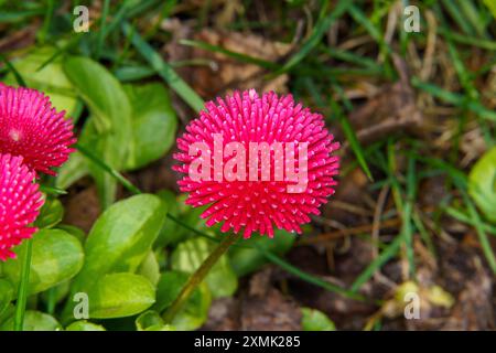 Bellis perennis famiglia Asteraceae genere Bellis Red Daisy Flower Foto Stock