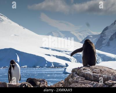 Pinguini del Gentoo meridionale (Pygoscelis papua ellsworthi) sull'isola di Petermann, con le montagne della Terra di Graham attraverso lo stretto di Penola (bg), in Antartide Foto Stock