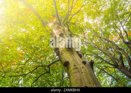 La calda luce del sole filtra attraverso le foglie verdi vibranti di un albero torreggiante, mostrando il rinnovamento della natura in primavera. Foto Stock