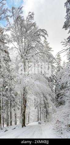 Un paesaggio sereno e innevato cattura l'essenza dell'inverno in una foresta, con alberi ghiacciati che costeggiano una strada stretta, evocando un'atmosfera tranquilla e fredda. Foto Stock