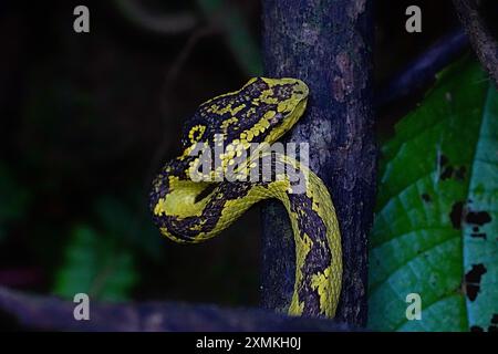 Il Malabar Rattlesnakes Foto Stock