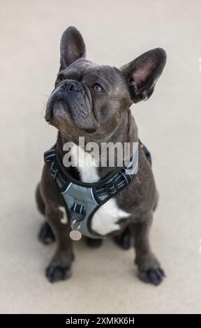 Cucciolo di Frenchie maschio Blue Brindle di 2 anni che si siede e guarda in alto. Foto Stock