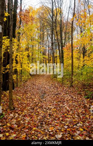 Un sentiero in una foresta ricoperta di foglie gialle e verdi durante la stagione autunnale. Cespugli verdi sul lato, alberi senza foglie. Foto Stock