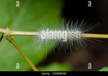 Fall Webworm Moth, Hyphantria cunea, caterpillar Foto Stock