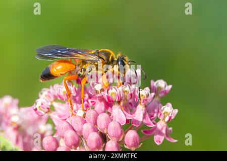 Una grande vespa dorata che mangia fiori di alghe di latte rosa della palude. Sfondo verde tenue Foto Stock