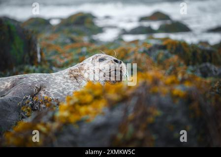 Le foche riposano tra le rocce coperte di muschio sulla costa islandese Foto Stock