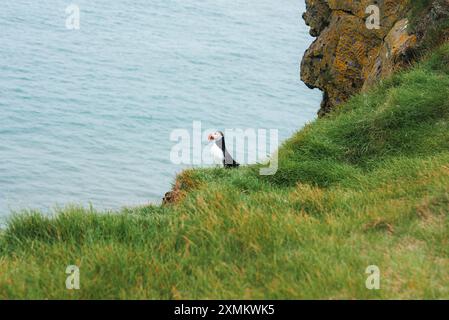 Puffin sulla scogliera erbosa che si affaccia sull'oceano nel paesaggio costiero islandese Foto Stock