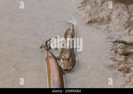 Un bel fango comune (Periophthalmus kalolo) sulle distese fangose tra le mangrovie Foto Stock