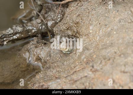 Un simpatico fango comune (Periophthalmus kalolo) in un buco nelle distese fangose tra le mangrovie Foto Stock