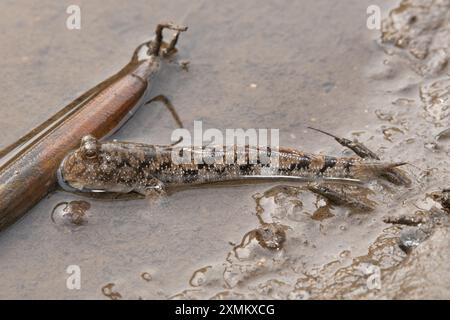 Un bel fango comune (Periophthalmus kalolo) sulle distese fangose tra le mangrovie Foto Stock