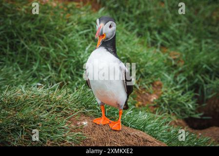 Primo piano di un puffin su un tumulo erboso nell'habitat naturale islandese Foto Stock