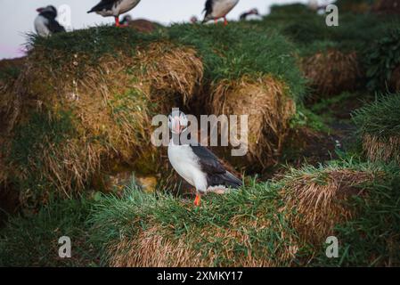 Puffin in piedi su una scogliera erbosa con rocce coperte di muschio robuste in Islanda Foto Stock