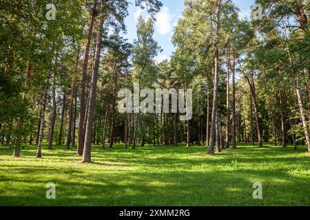 Questa immagine cattura una splendida foresta lettone caratterizzata da un mix di alti pini e betulle. La luce del sole filtra attraverso il fogliame, illuminando Foto Stock