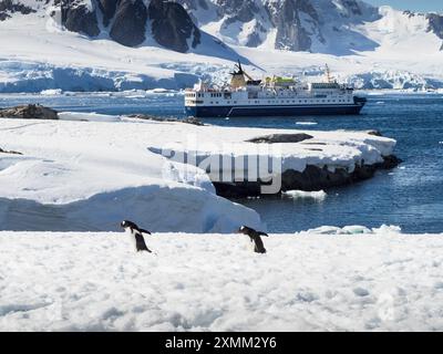 Coppia di pinguini del Gentoo meridionale (Pygoscelis papua ellsworthi) dell'isola Petermann. Nave da crociera Ocean Nova al largo, arcipelago Wilhelm, Antartide Foto Stock