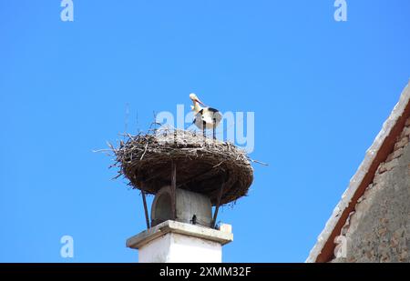 Ruszt cicogne d'Austria Foto Stock