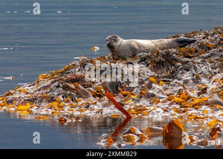 Il cucciolo di foca del porto si ritirò riposando su rocce ricoperte di alghe sulla costa occidentale della Scozia Foto Stock