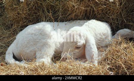 Giovane agnello bianco che riposa sul letto di fieno, simboleggia la tranquillità e.. Foto Stock