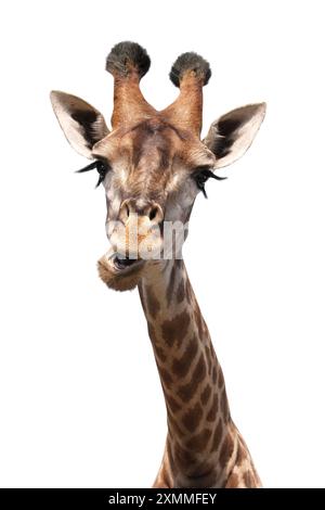 Giraffa simpatica da masticare curiosità. La giraffa a bocca aperta sembra interessata. Gli animali osservano in modo interessante. Isolato su sfondo bianco Foto Stock