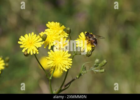 Il drone comune vola Eristalis tenax, famiglia Syrphidae su barba ruvida di risciò gialla in fiore (Crepis biennis). Estate, luglio, Paesi Bassi Foto Stock