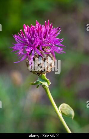 Vista ravvicinata della centaurea aspera rosa brillante, nota anche come ruvida fiore di cardo stellare che fiorisce all'aperto in natura Foto Stock