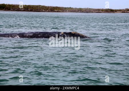 Balena grigia sulla costa di Bahia Magdalena, Baja California Sur, Messico Foto Stock