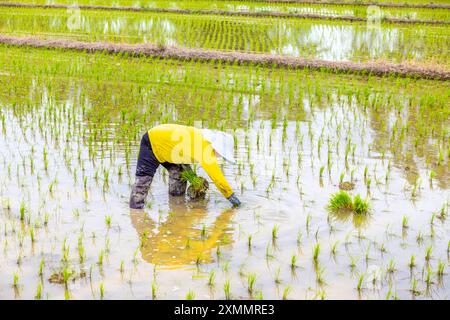 Agricoltore che lavora nel Green Rice Field Foto Stock