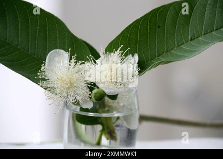 Guava comune (Psidium guajava) fiori in vaso di vetro : (Pix Sanjiv Shukla) Foto Stock