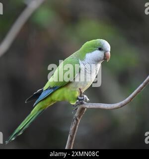 Ritratto ravvicinato del parrocchetto dei monaci (Myiopsitta monachus) Foto Stock