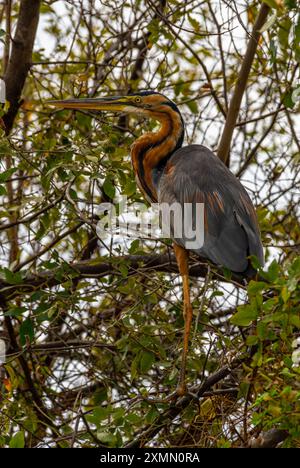 Airone viola, Ardea purpurea seduta su un albero, Namibia Foto Stock