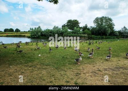 Lago Cleethorpes, Cleethorpes, Lincolnshire, Regno Unito, Inghilterra, lago nautico, Greylag Goose, Anser anser, oche, oca, grigi, oche grigie, uccello Foto Stock