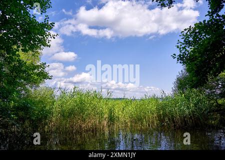 Cielo leggermente nuvoloso incorniciato da canne sul bordo del lago e da giovani alberi, sfondo, sfondo Foto Stock