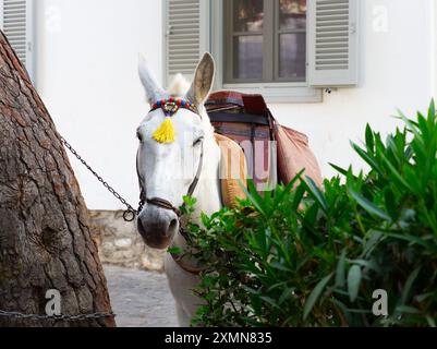 Primo piano di un bellissimo mulo bianco sulla pittoresca isola greca di Idra Foto Stock