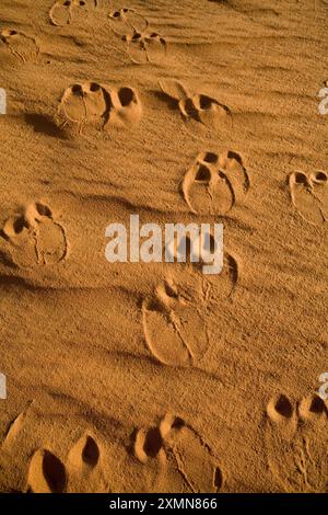 Tracce di cammelli in rosso la sabbia del Sahara nel nord del Sudan. 150.000 cammelli viaggio in Egitto di anno in anno. Foto Stock