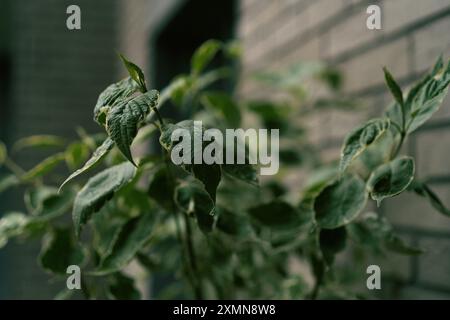 Dogwood. Gocce di pioggia sulle foglie degli alberi. Foto Stock