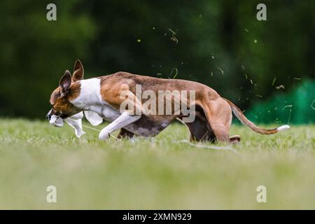 Whippet miste di razza Muta corsa attira il cane che pratica l'erba Foto Stock